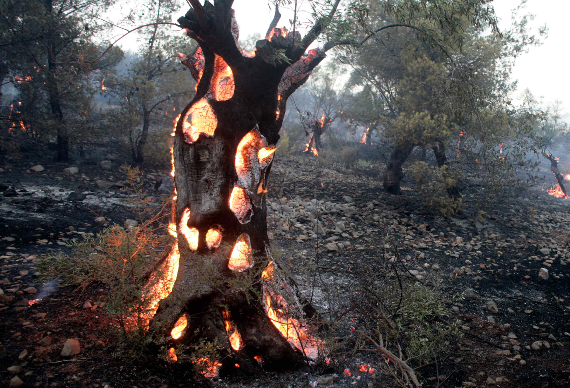 Ancient olive trees burning during a wildfire in Greece, with flames glowing inside the trunks as drought and extreme heat fuel the fire.